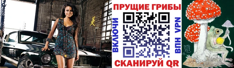 сколько стоит  Новокубанск  Псилоцибиновые грибы Psilocybe 